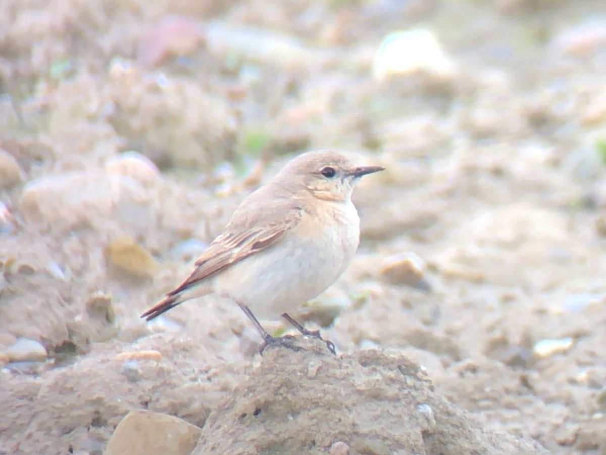 Isabelline Wheatear - Stefan Greif