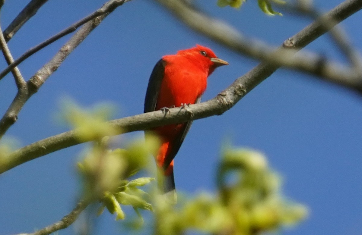 Scarlet Tanager - Dennis Mersky