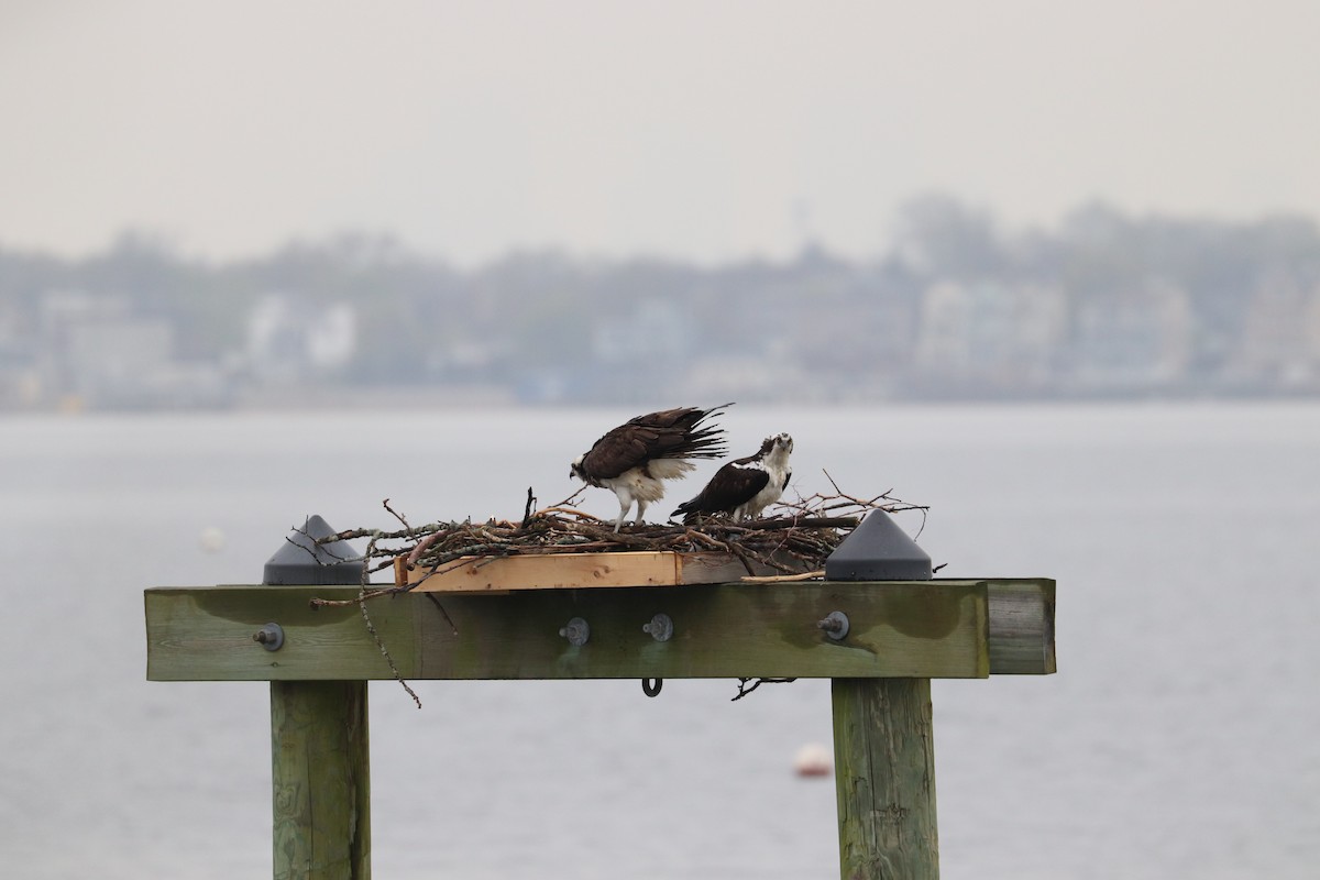 Osprey - Hailey Clancy