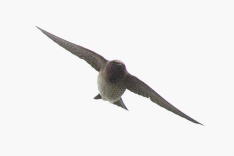 Cliff Swallow - ML618168494