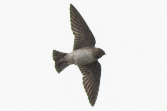 Cliff Swallow - ML618168498