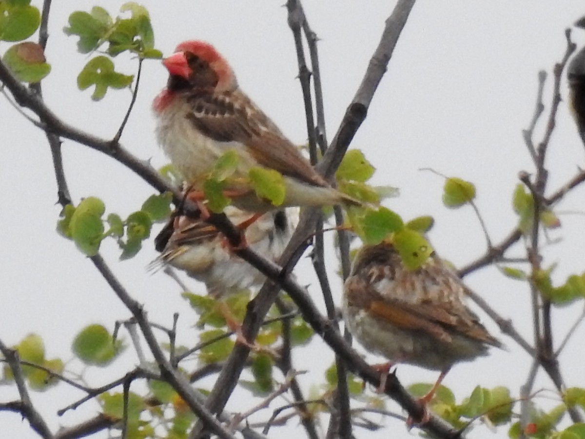 Red-billed Quelea - Clare Mateke