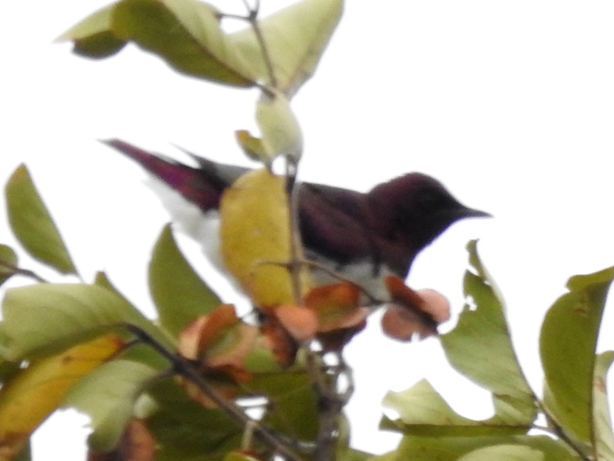 Violet-backed Starling - Clare Mateke