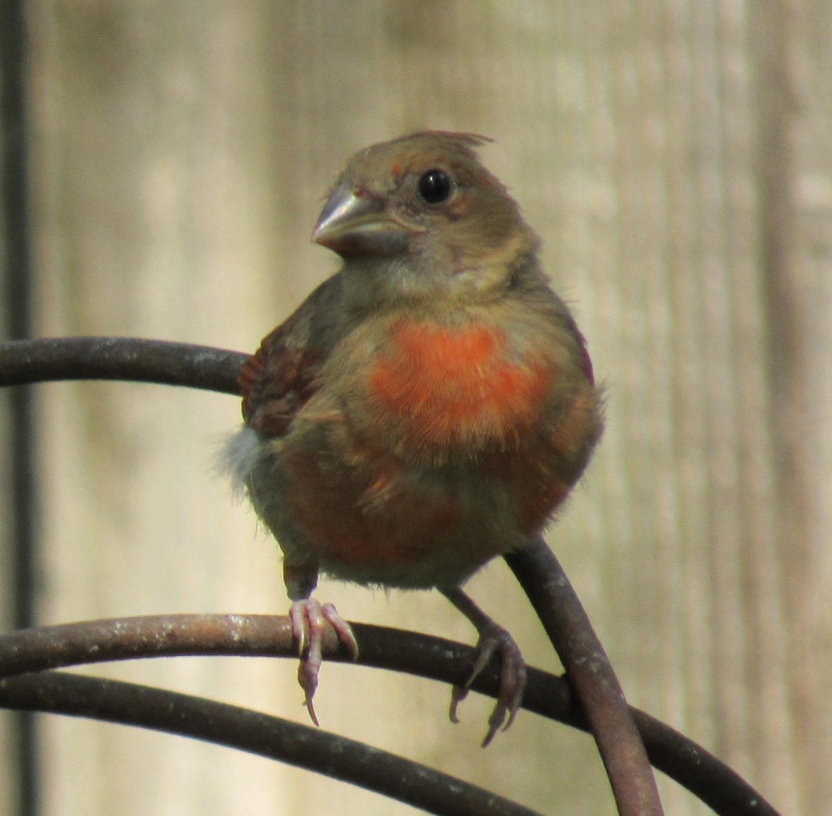 Northern Cardinal - Twylabird Jean