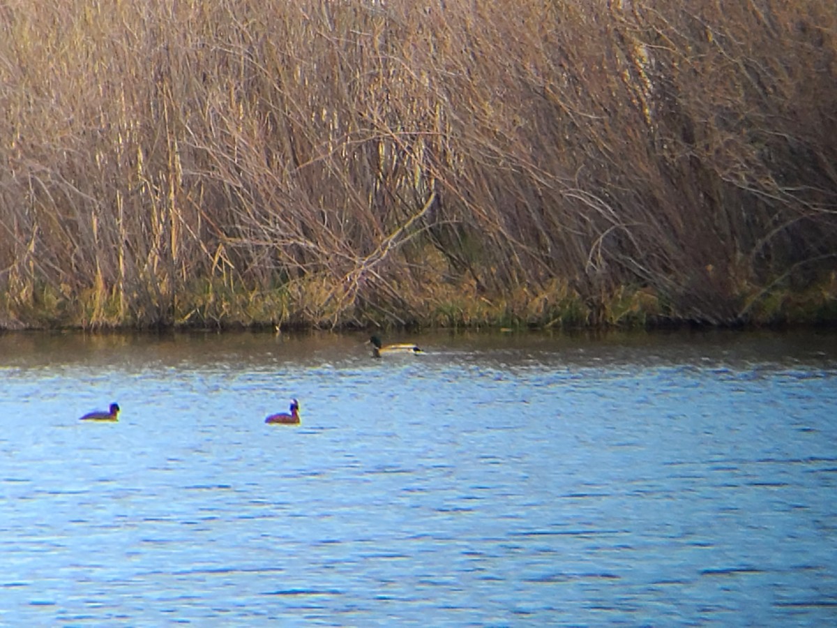 Horned Grebe - ML618168577