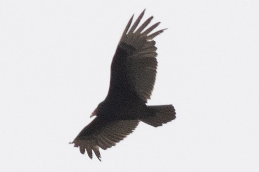 Turkey Vulture - ML618168579