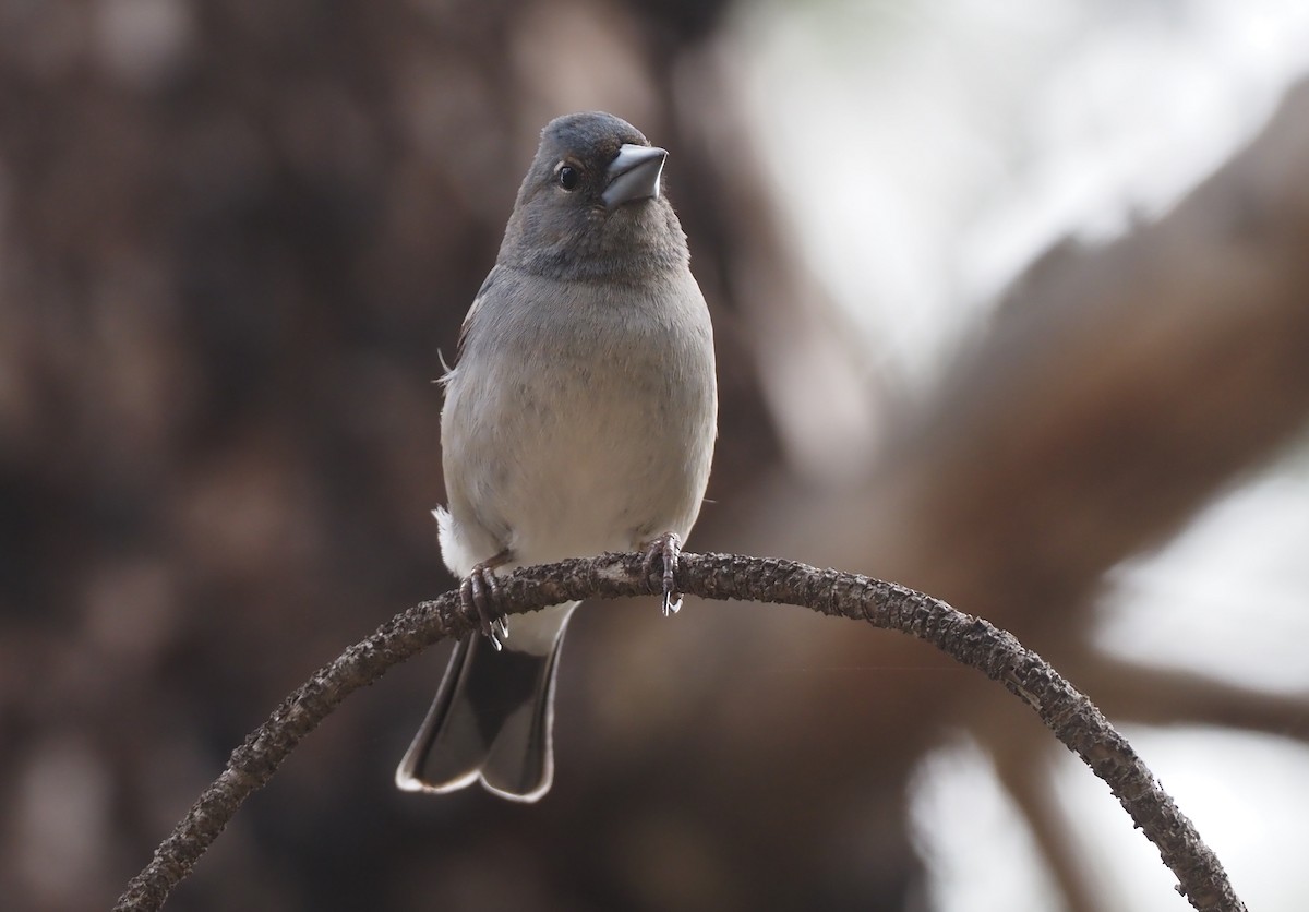 Gran Canaria Blue Chaffinch - ML618168608