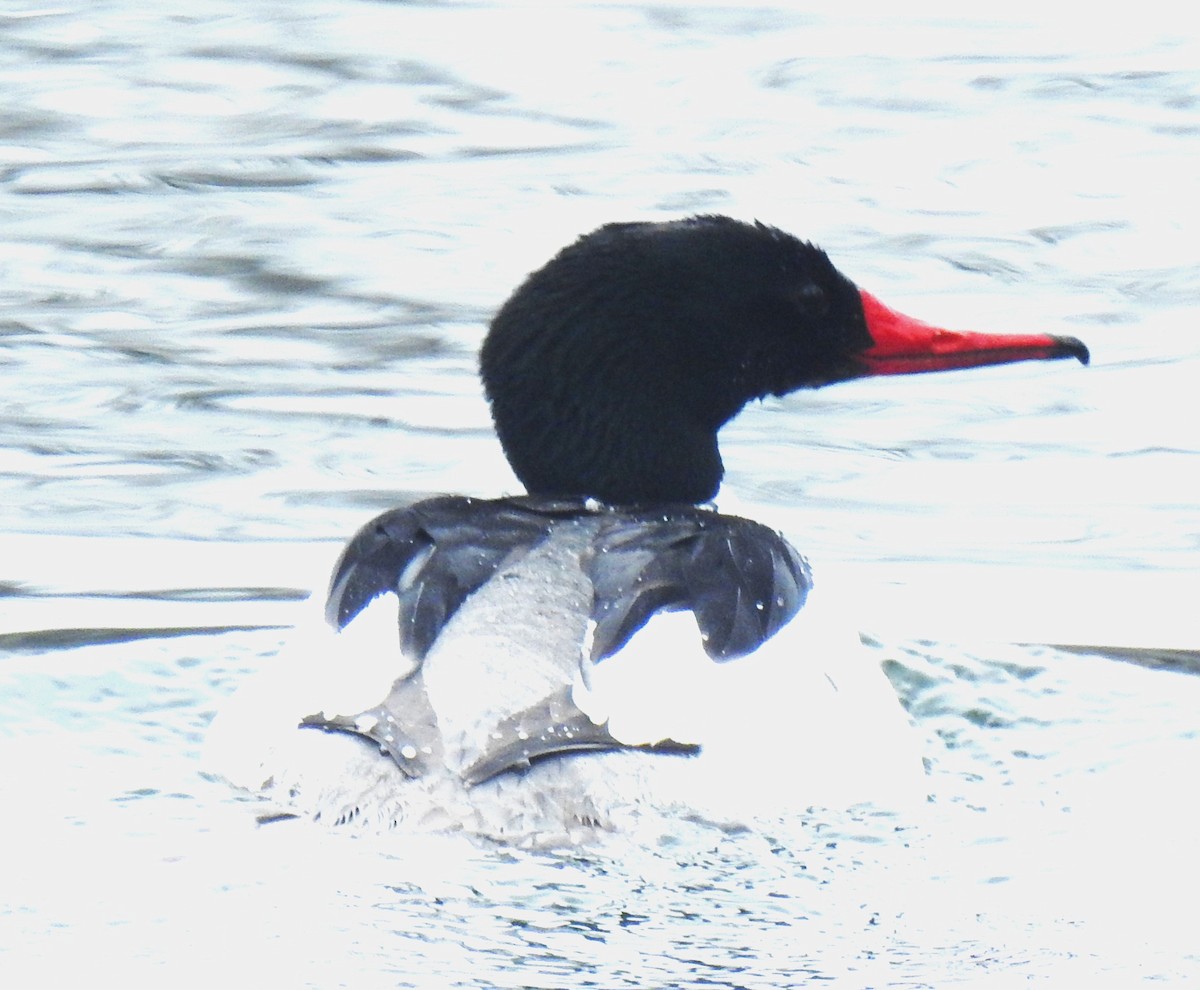 Common Merganser - ML618168622