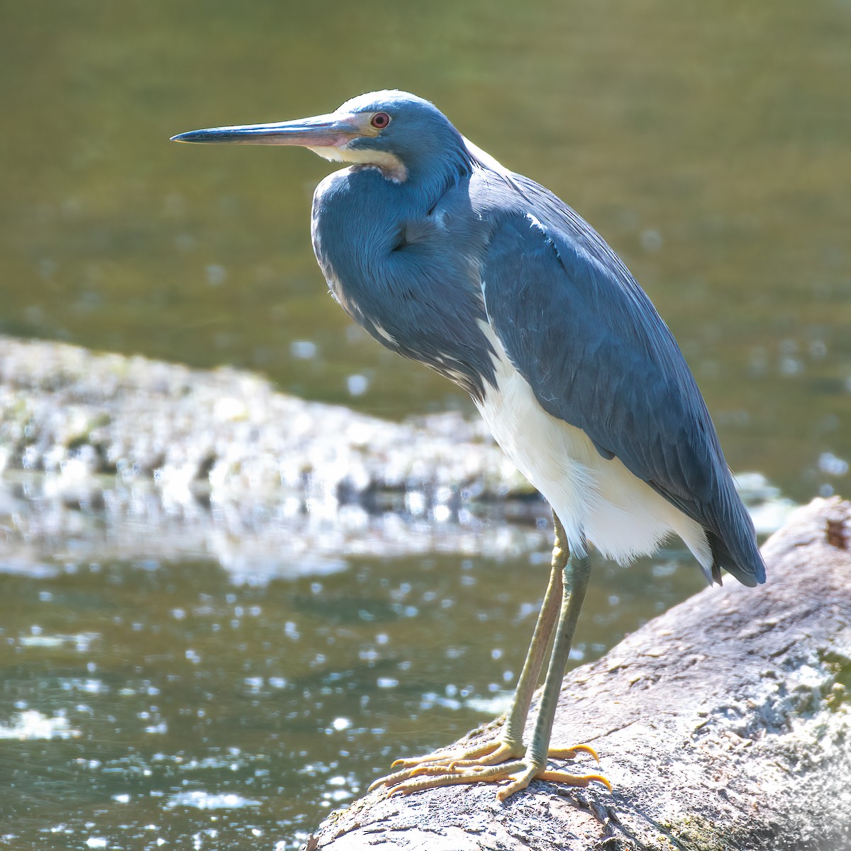 Tricolored Heron - Rick Potts