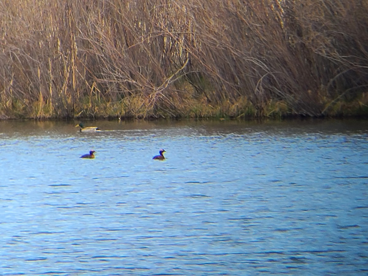 Horned Grebe - ML618168631