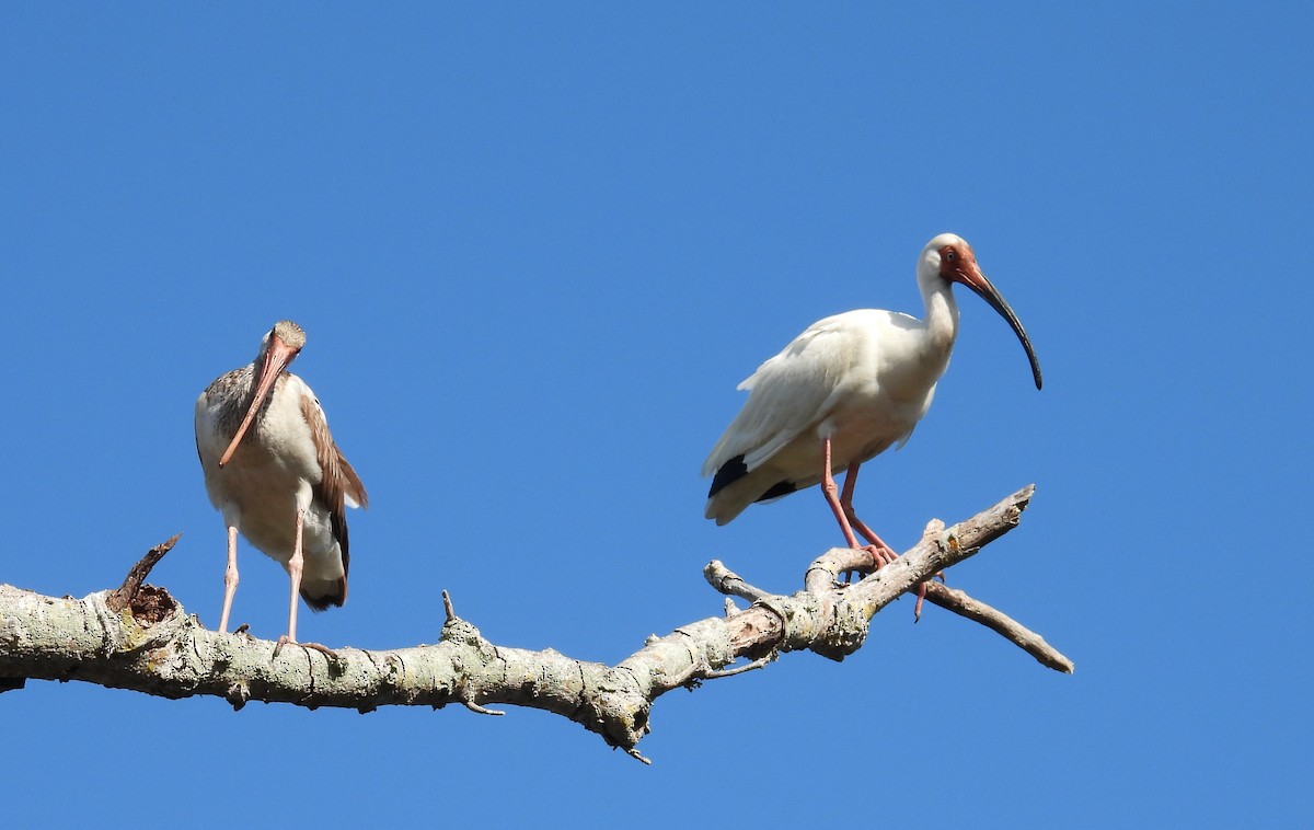 ibis bílý - ML618168632