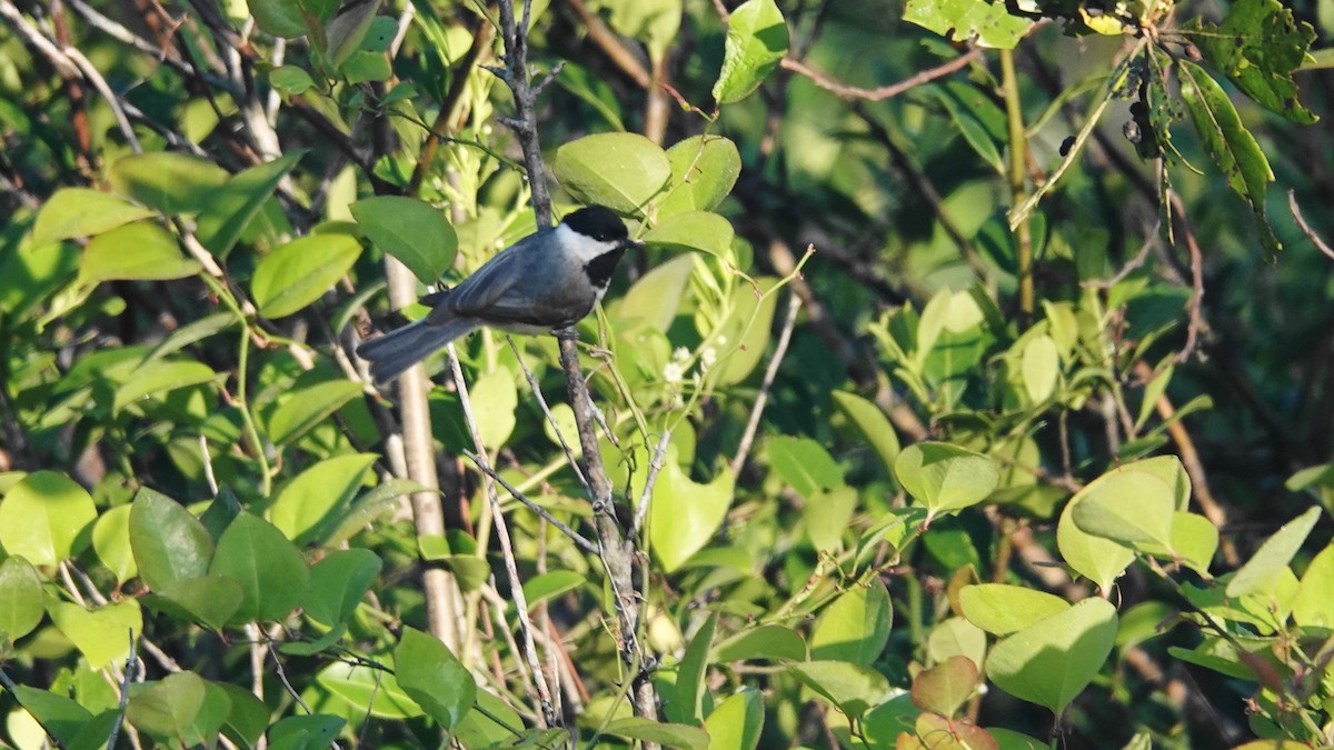 Carolina Chickadee - ML618168657