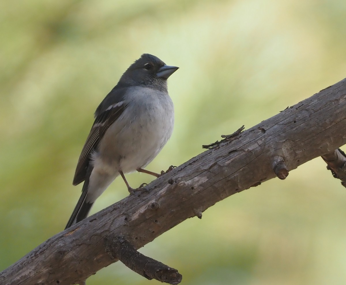 Gran Canaria Blue Chaffinch - ML618168679