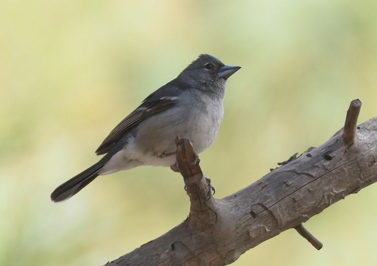 Gran Canaria Blue Chaffinch - ML618168701