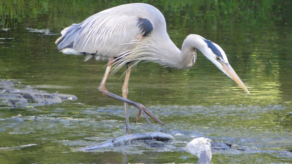 オオアオサギ - ML618168718