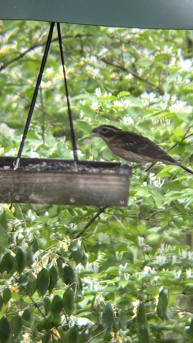 Rose-breasted Grosbeak - Jamie Buchanan