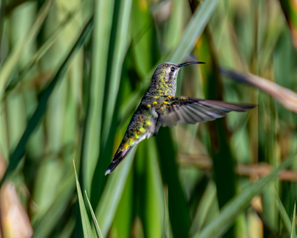 White-tailed Goldenthroat - Victor Pássaro