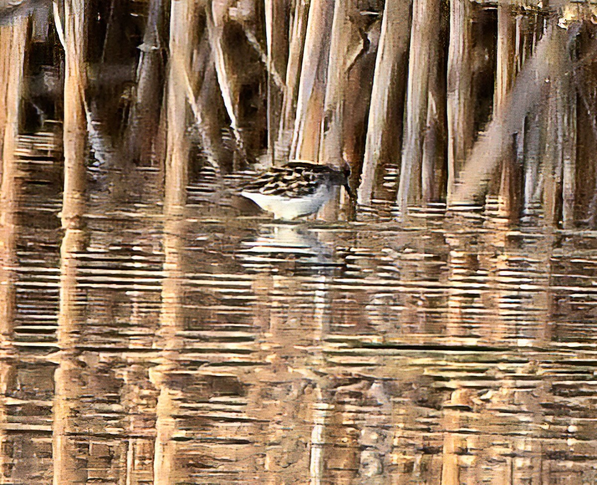 Semipalmated Sandpiper - Jim Ward