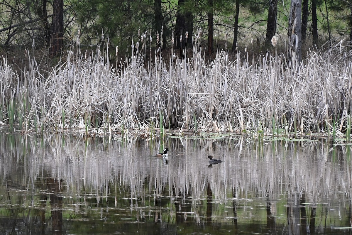 Hooded Merganser - ML618168742