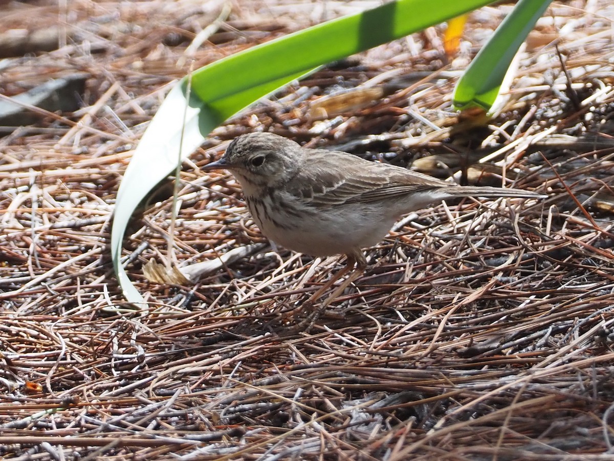 Berthelot's Pipit - Stephan Lorenz