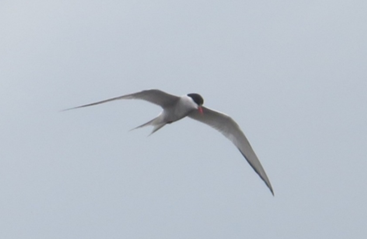 Arctic Tern - Rodolfo Castro Alvarez