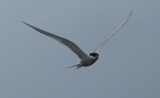 Arctic Tern - ML618168770