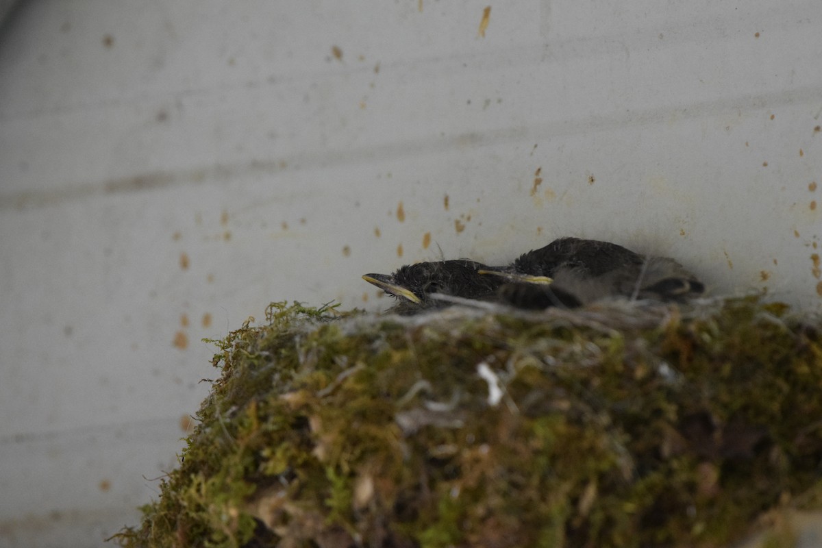 Eastern Phoebe - ML618168781