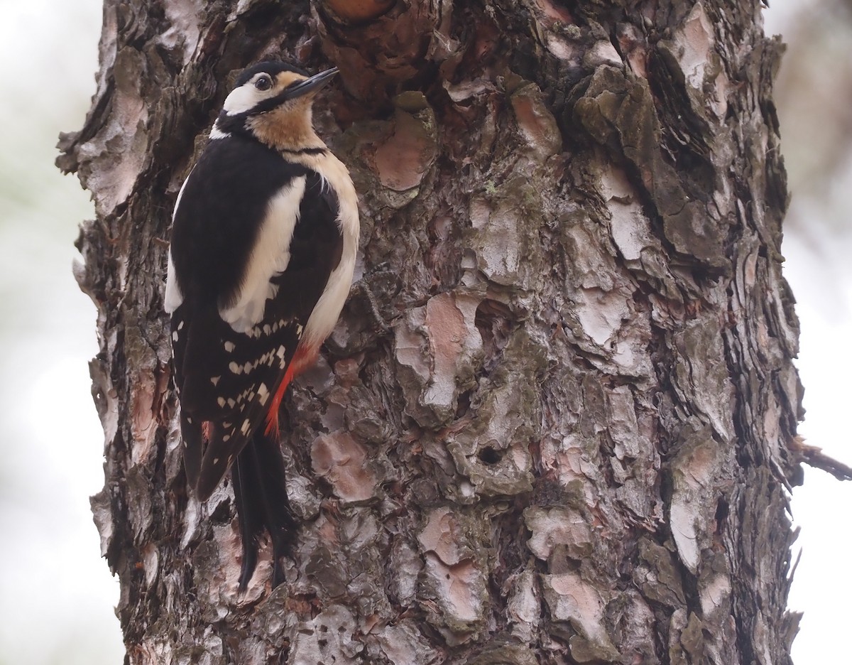 strakapoud velký (ssp. canariensis/thanneri) - ML618168808