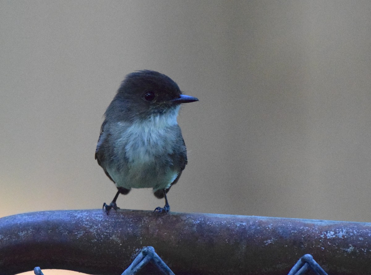 Eastern Phoebe - ML618168813