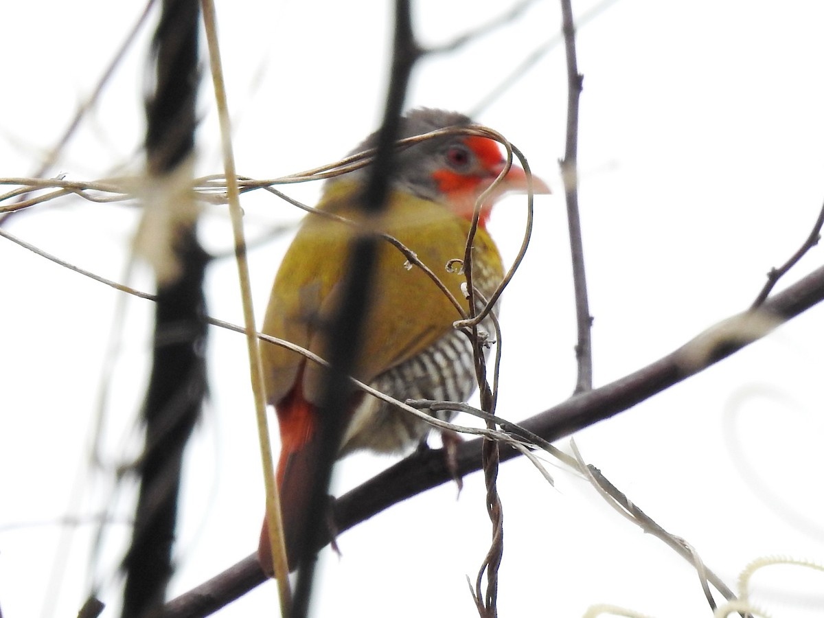 Green-winged Pytilia - Clare Mateke