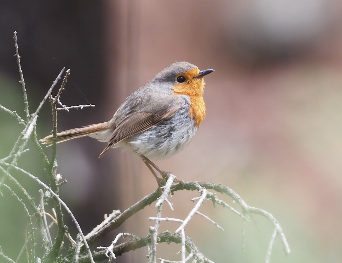 European Robin - ML618168823