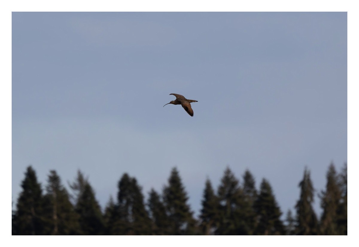 Long-billed Curlew - ML618168835