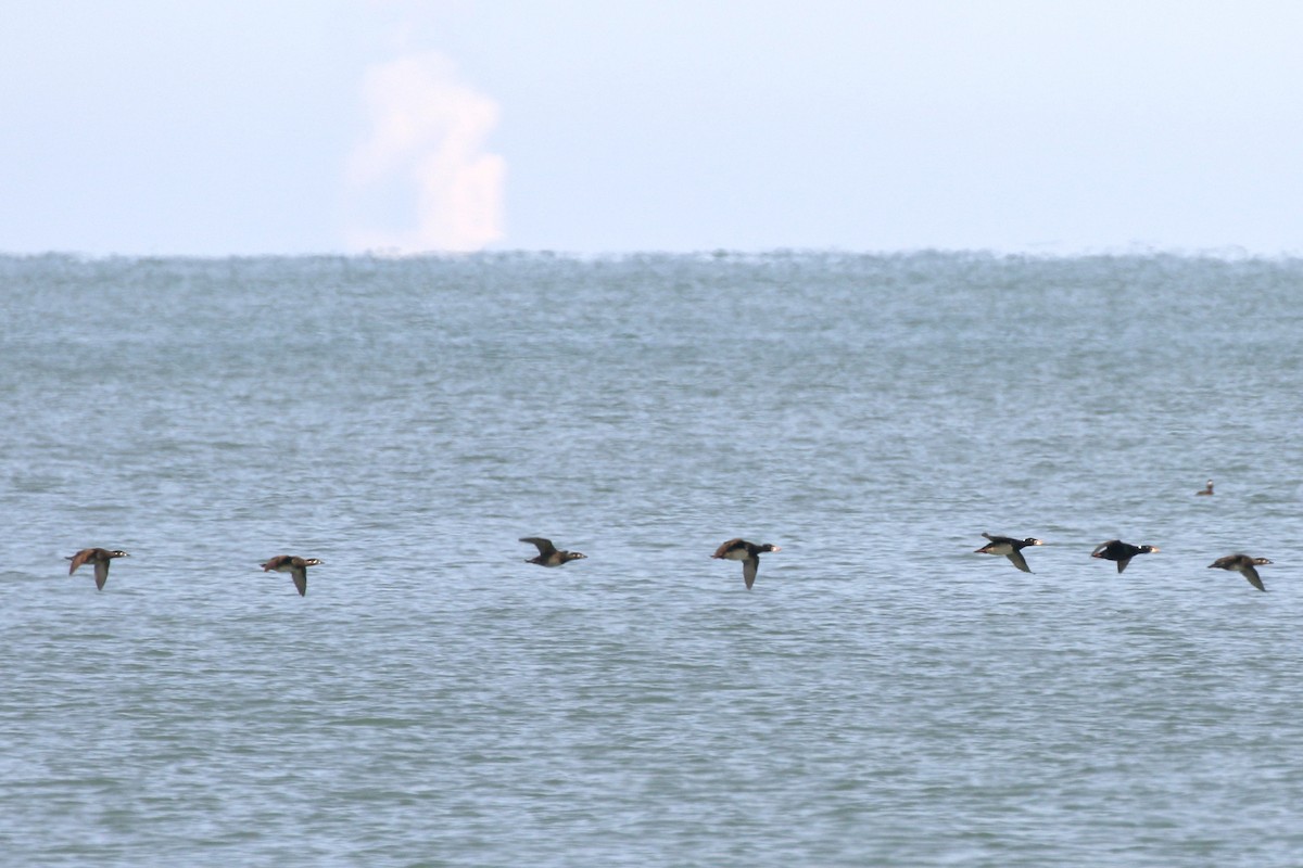 Surf Scoter - walter sliva