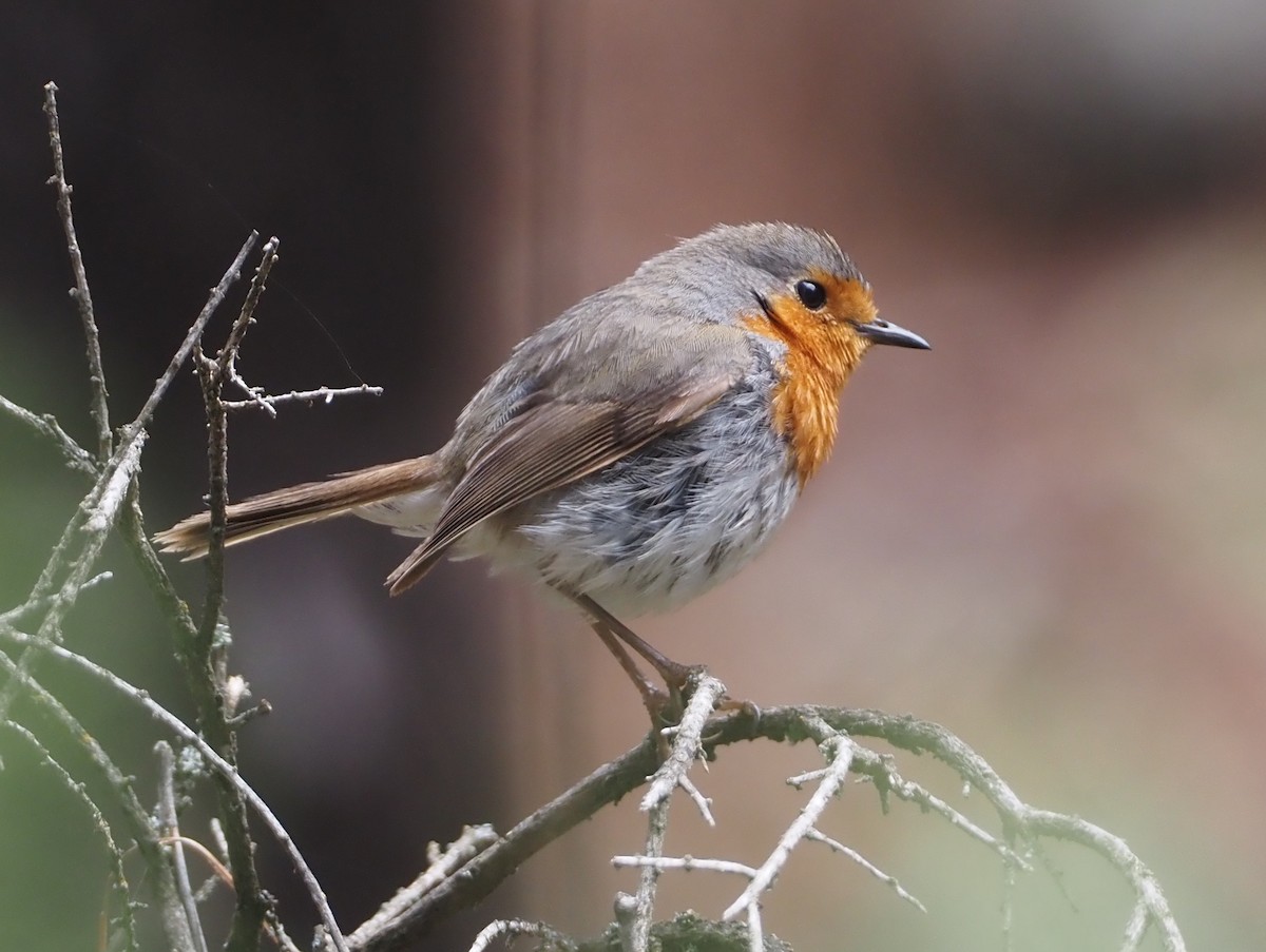 European Robin - ML618168843