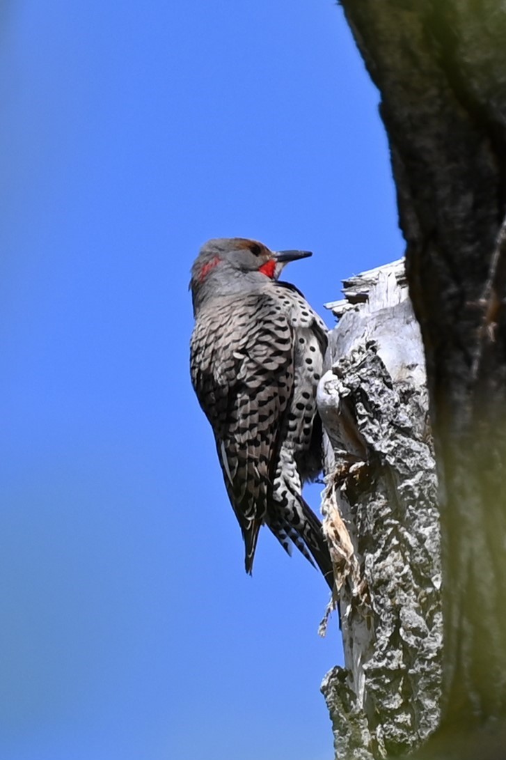 Northern Flicker - ML618168844