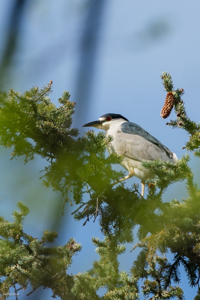 Black-crowned Night Heron - ML618168854