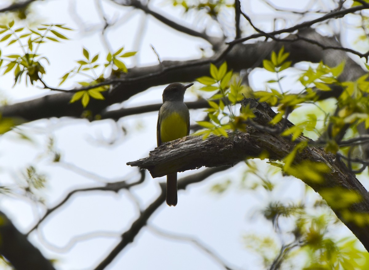 Great Crested Flycatcher - ML618168855