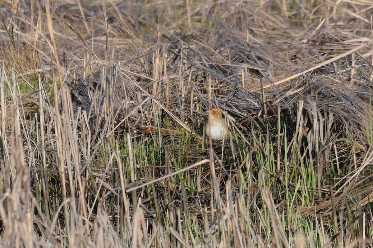 Saltmarsh Sparrow - Russ Smiley