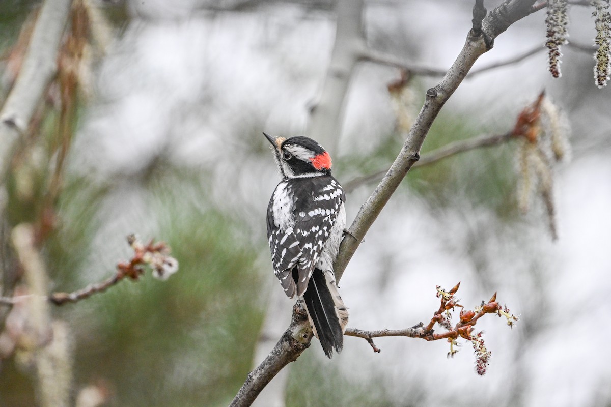 Downy Woodpecker - ML618168864