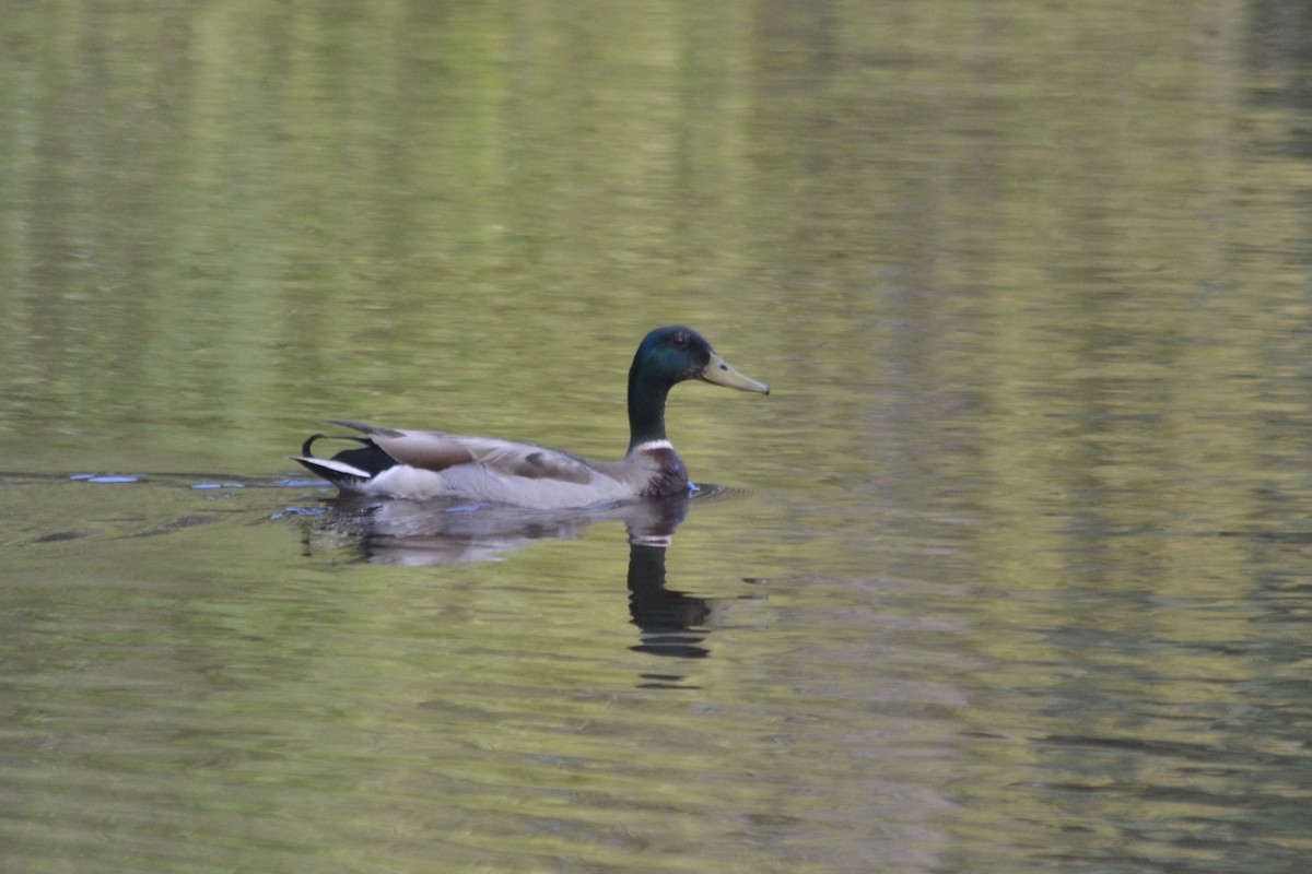 Mallard - Paulo  Roncon