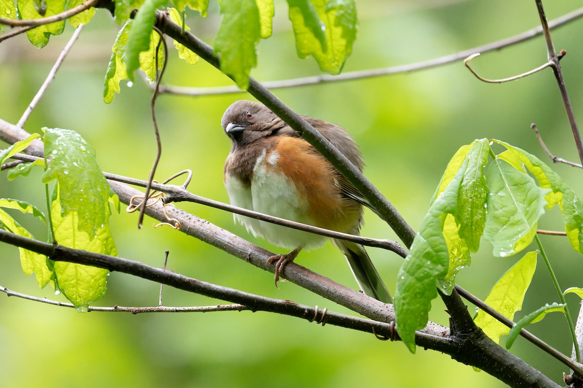 Eastern Towhee - Amy Rangel