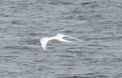 Common Tern - ML618168868