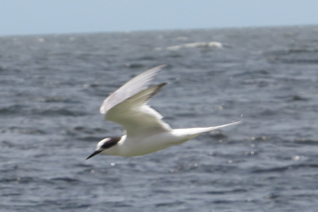 Common Tern - Rodolfo Castro Alvarez