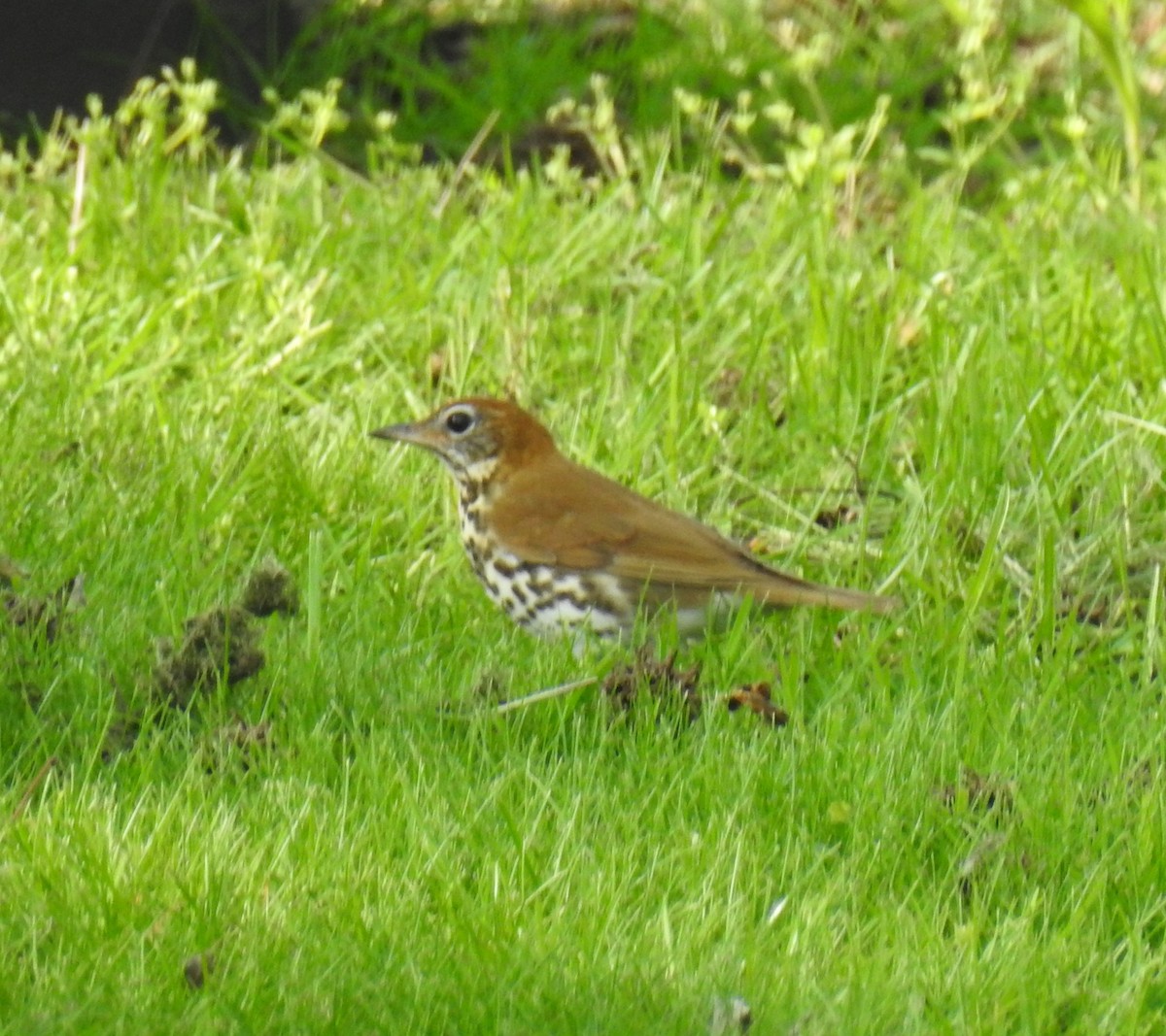 Wood Thrush - Mark Sweeney