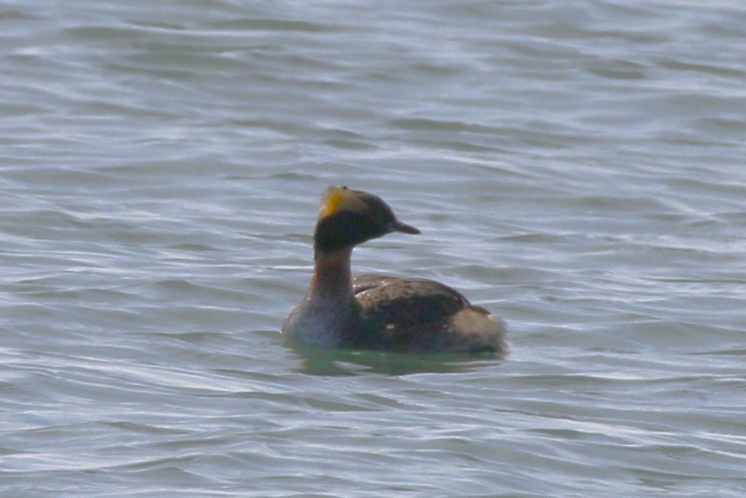 Horned Grebe - walter sliva