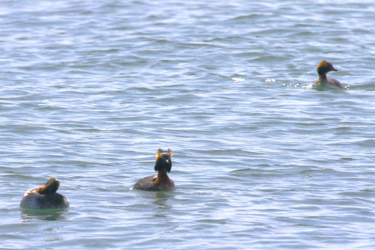 Horned Grebe - walter sliva