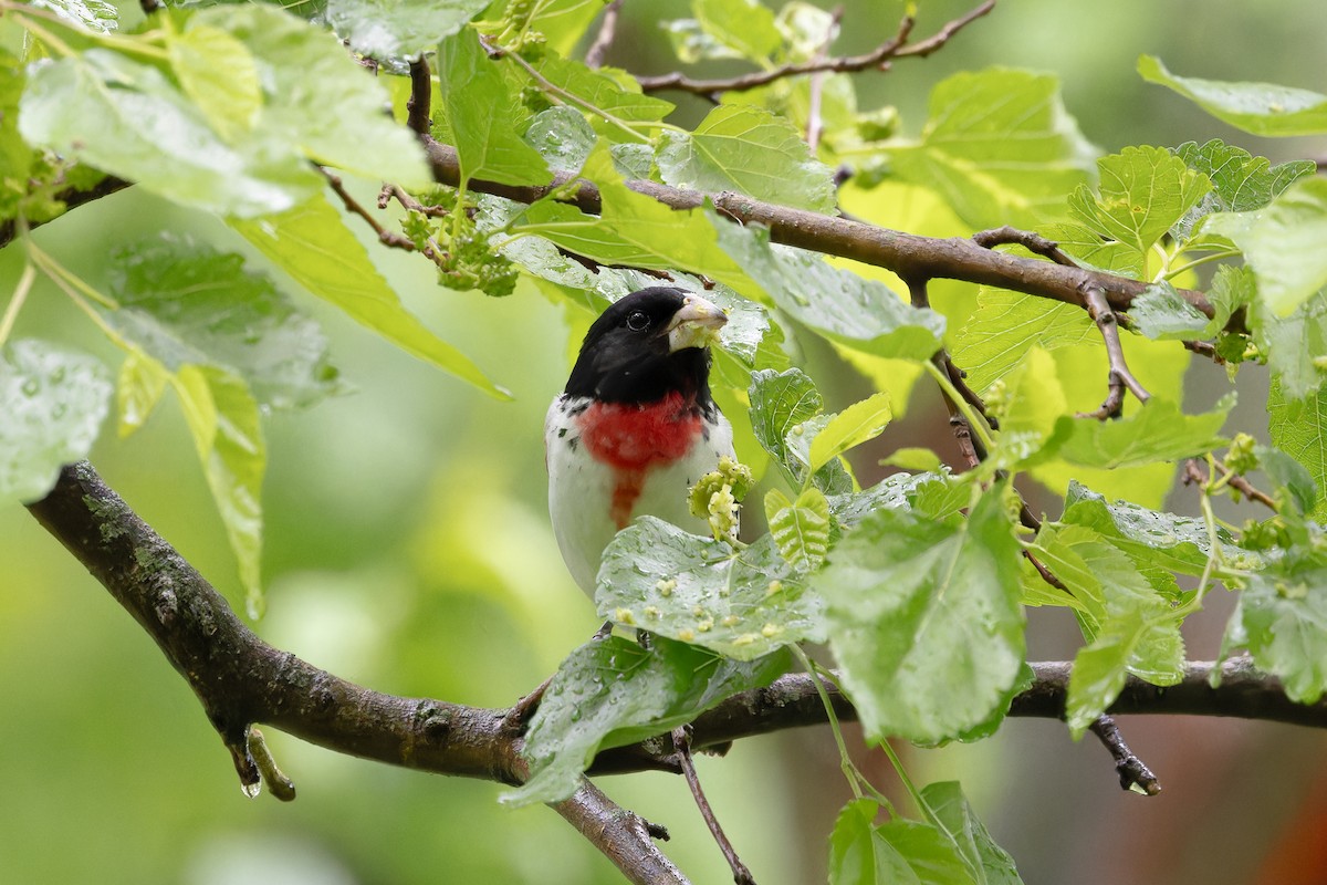 Rose-breasted Grosbeak - Amy Rangel