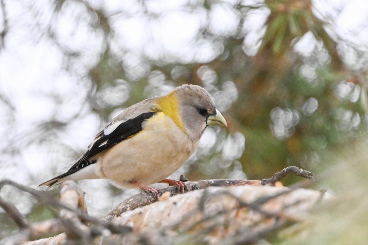 Evening Grosbeak - Serg Tremblay