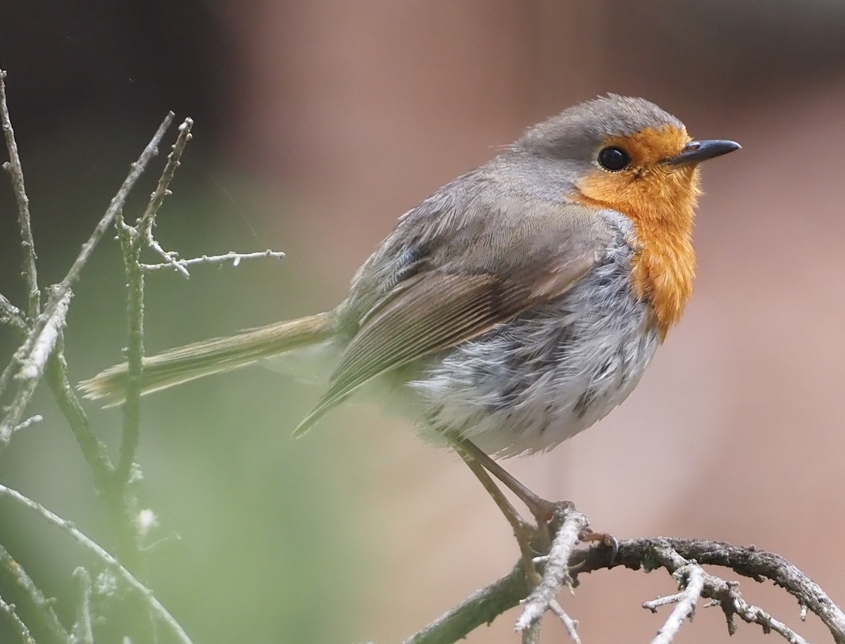 European Robin - ML618168888