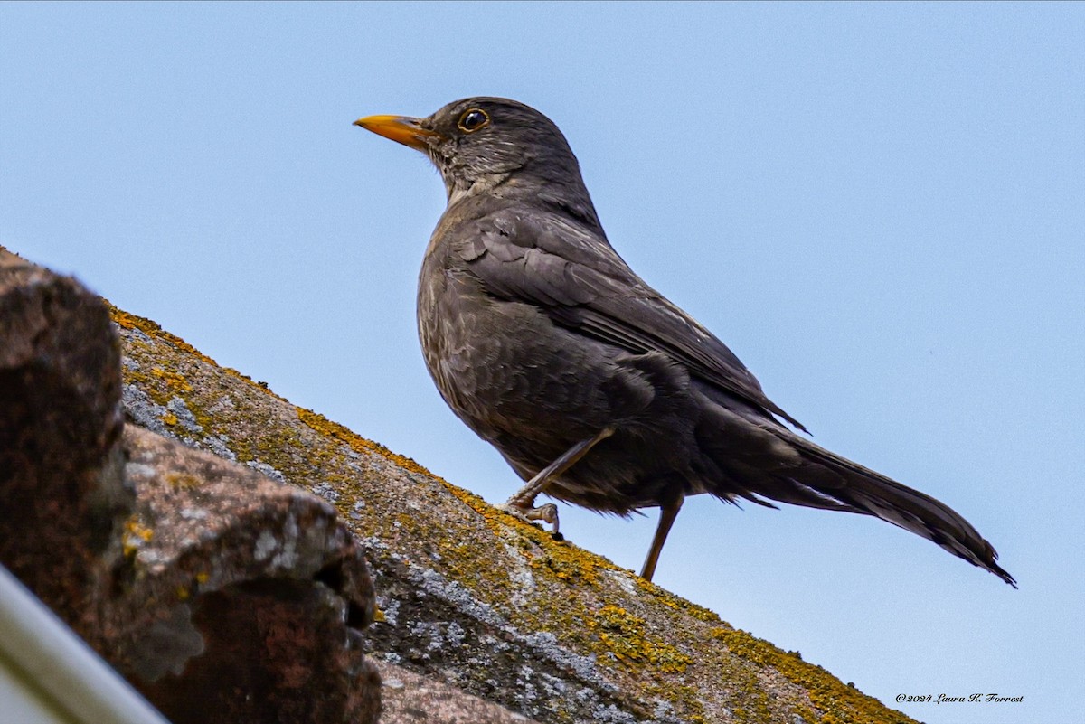 Eurasian Blackbird - Laura Forrest